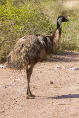 big emu walking outdoor through dry ground