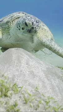 Slow motion, Large elderly Sea Turtle eats green algae on sebed. Close up of Great Green Sea Turtle (Chelonia mydas) feeding on Smooth ribbon seagrass (Cymodocea rotundata) on seagrass bed