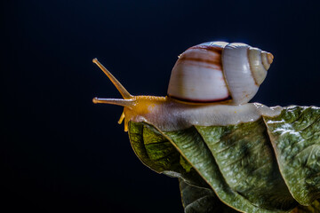 The short Samoan tree snail, Samoana abbreviata, is a species of tropical, air-breathing, land snail, a terrestrial, pulmonate, gastropod mollusk in the family Partulidae