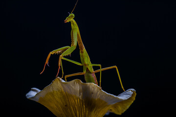 The praying mantis is any insect of the order Mantodea