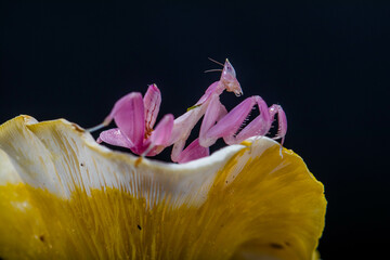 Hymenopus coronatus is a mantis from the tropical forests of Southeast Asia. It is known by various...