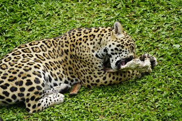 Fototapeta na wymiar Jaguar eating meat (Panthera onca) Felidae family. Amazon, Brazil