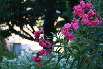 Pink oleander flowers in the garden. Selective focus.