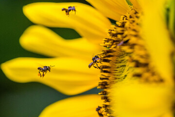 Trigona laeviceps is one of the largest genera of stingless bees
