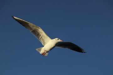 seagull in the sky