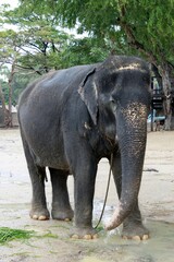 Fototapeta premium elephant 