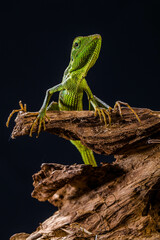 Obraz premium Bronchocela jubata, commonly known as the maned forest lizard, is a species of agamid lizard found mainly in Indonesia