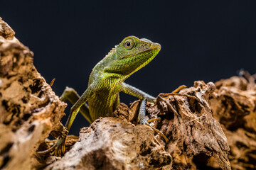 Naklejka na ściany i meble Bronchocela jubata, commonly known as the maned forest lizard, is a species of agamid lizard found mainly in Indonesia