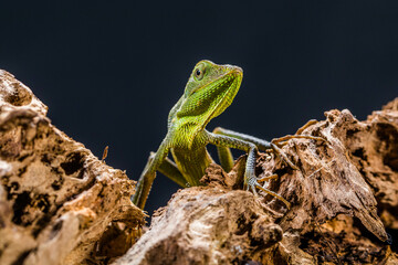 Bronchocela jubata, commonly known as the maned forest lizard, is a species of agamid lizard found mainly in Indonesia