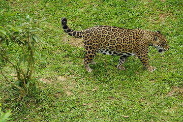 Jaguar eating meat (Panthera onca) Felidae family. Amazon, Brazil