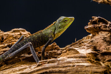 Bronchocela jubata, commonly known as the maned forest lizard, is a species of agamid lizard found mainly in Indonesia