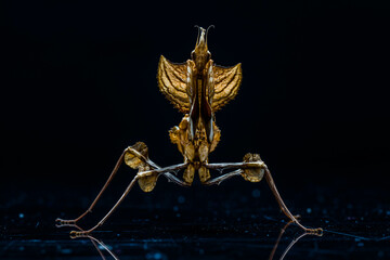 Phyllocrania paradoxa, common name ghost mantis, is a small species of mantis from Africa remarkable for its leaf-like body