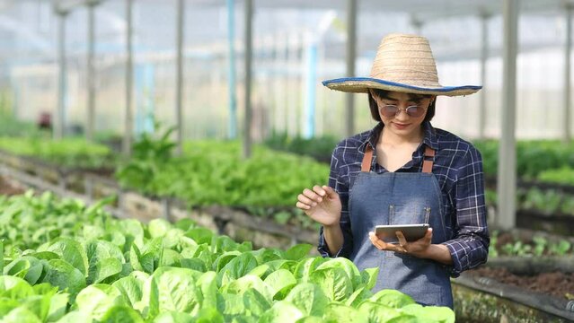 person using tablet working in the garden, Asian farmer woman standing in vegetable garden at greenhouse. 