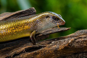 The common garden skink (Lampropholis guichenoti) is a small species of lizard in the family Scincidae
