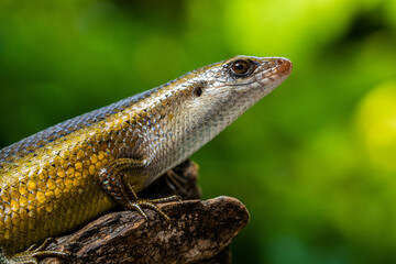 The common garden skink (Lampropholis guichenoti) is a small species of lizard in the family Scincidae