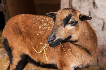 A West African dwarf sheep, eating hay, also known as Cameroon sheep. - 587092351
