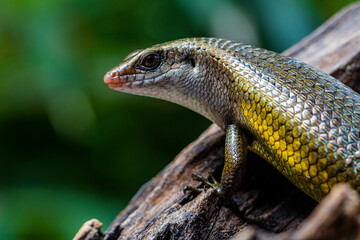 The common garden skink (Lampropholis guichenoti) is a small species of lizard in the family Scincidae