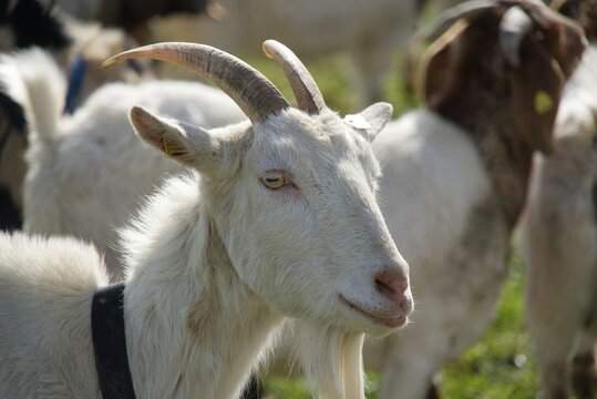 An imposing billy goat among his herd