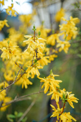 Golden forsythia flowers in spring, traditional Chinese herbal medicine