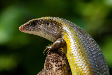 The common garden skink (Lampropholis guichenoti) is a small species of lizard in the family Scincidae