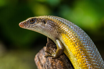 The common garden skink (Lampropholis guichenoti) is a small species of lizard in the family Scincidae