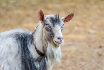 Portrait of a Hungarian native goat in the yard of a farm in the countryside. - 587092541