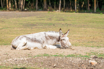 A donkey resting in the summer heat in the yard of a farm in Hungary - 587092580