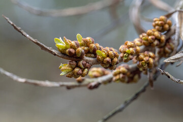 Spring, plant buds, flowers. The end of March. Central Europe. Plants wake up after winter rest. Day. Winter.