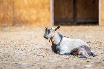 A Hungarian native goat rests in the yard of a farm in the countryside. - 587092720