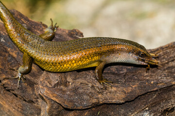 Obraz premium The common garden skink (Lampropholis guichenoti) is a small species of lizard in the family Scincidae
