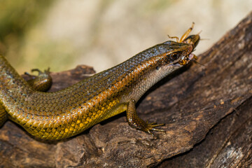 Obraz premium The common garden skink (Lampropholis guichenoti) is a small species of lizard in the family Scincidae