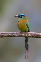 blue-capped motmot or blue-crowned motmot (Momotus coeruliceps) sitting on a branch in the mountains of Central Costa Rica