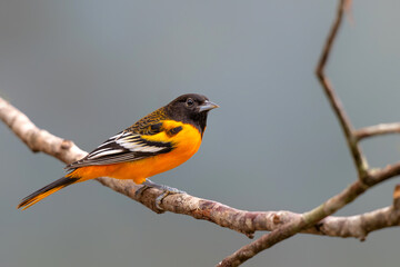 Fototapeta premium Baltimore Oriole (Icterus galbula) sitting on a branch in San Isidro del General, Costa Rica. Wildlife scene from nature.