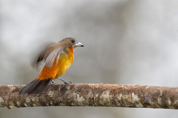 Passerini's Tanager or Scarlet-rumped Tanager ( Ramphocelus passerinii ) female searching for food in the rainforest of Costa Rica