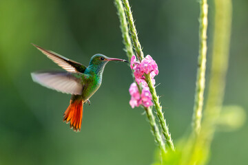 Rufous-tailed hummingbird (Amazilia tzacatl) flying to pick up nectar from a beautiful flower , San...