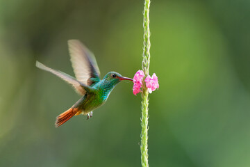 Rufous-tailed hummingbird (Amazilia tzacatl) flying to pick up nectar from a beautiful flower , San Isidro del General, Costa Rica. Action wildlife scene from nature.