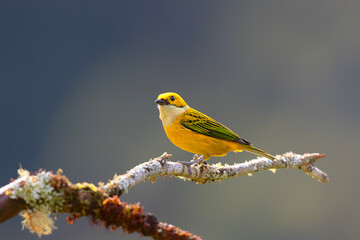 Silverthroated Tanager (Tangara icterocephala) searching for food San Gerardo del Dota in the mountains of central Costa Rica