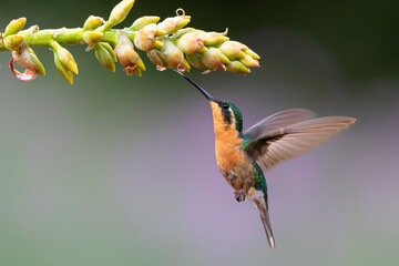 Hummingbird, White-throated Mountain-gem (Lampornis castaneoventris) female flying next to a flower to get nectar in the rainforest in San Gerardo del dota, Savegre, Costa Rica