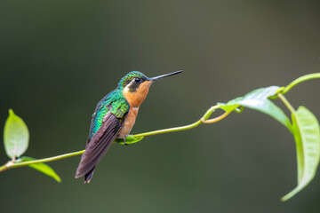 Hummingbird, White-throated Mountain-gem (Lampornis castaneoventris) sitting in the rainforest in San Gerardo del dota, Savegre, Costa Rica