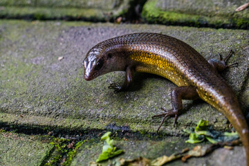 The common garden skink (Lampropholis guichenoti) is a small species of lizard in the family Scincidae