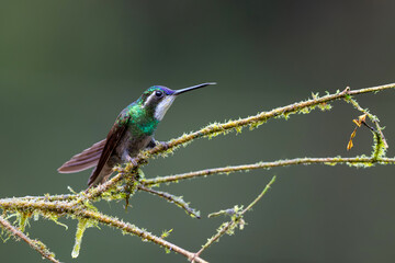 Fototapeta premium Hummingbird, White-throated Mountain-gem (Lampornis castaneoventris) sitting in the rainforest in San Gerardo del dota, Savegre, Costa Rica