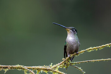 Magnificent Hummingbird (Eugenes fulgens) sitting in the rainforest in San Gerardo del dota, Savegre, Costa Rica