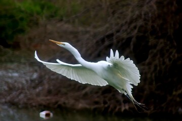 egret in flight