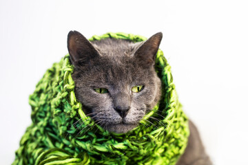 pensive serious gray cat in a knitted green scarf on a light background