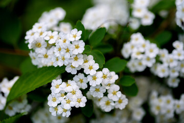 Spiraea cantoniensis, the Reeve's spiraea, bridalwreath spirea, double white may, Cape may or may bush, is a species of plant native to China, belonging to the rose family Rosaceae