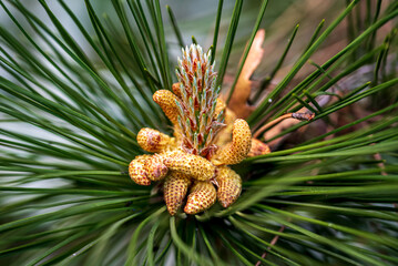 Flowering young pine cones