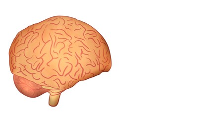 Textured brain-shaped blank background design