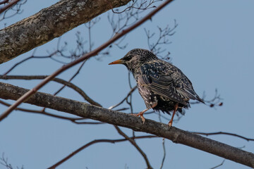 European or Common Starling perching on tree branch.