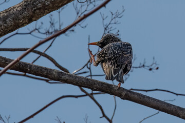 European or Common Starling perching on tree branch.