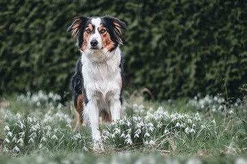 Border Collie stands in snowdrops
